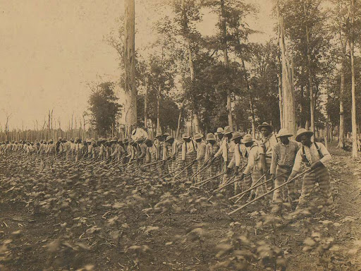 prisoners working in a field