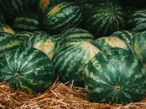 watermelon laying in hay