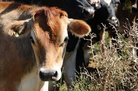 Cattle