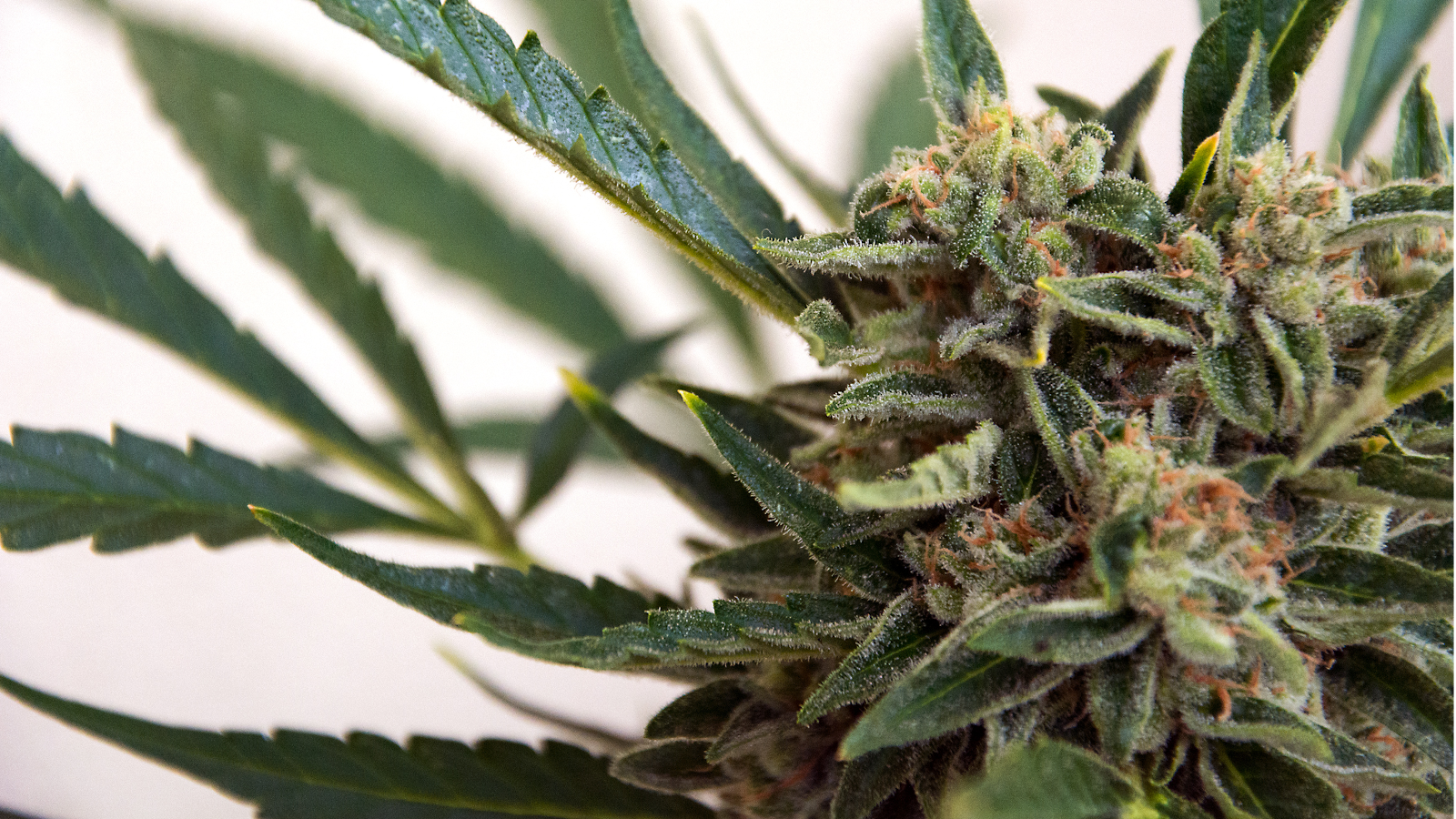 Cannabis plant
