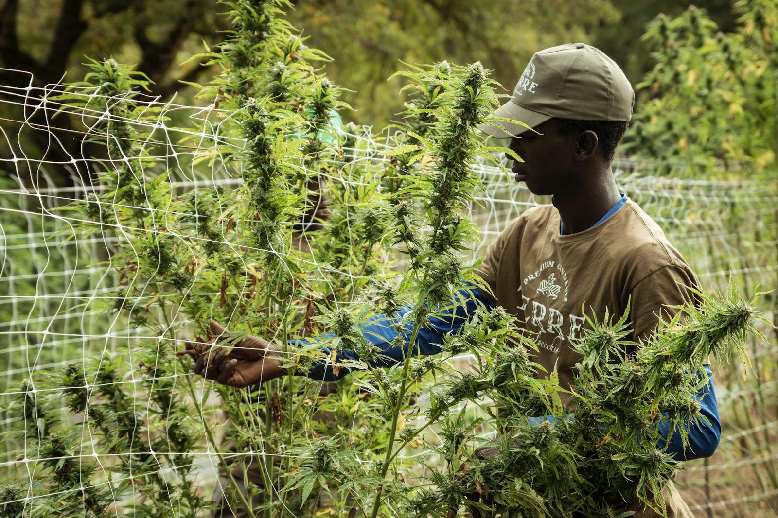 Cannabis farmer in field