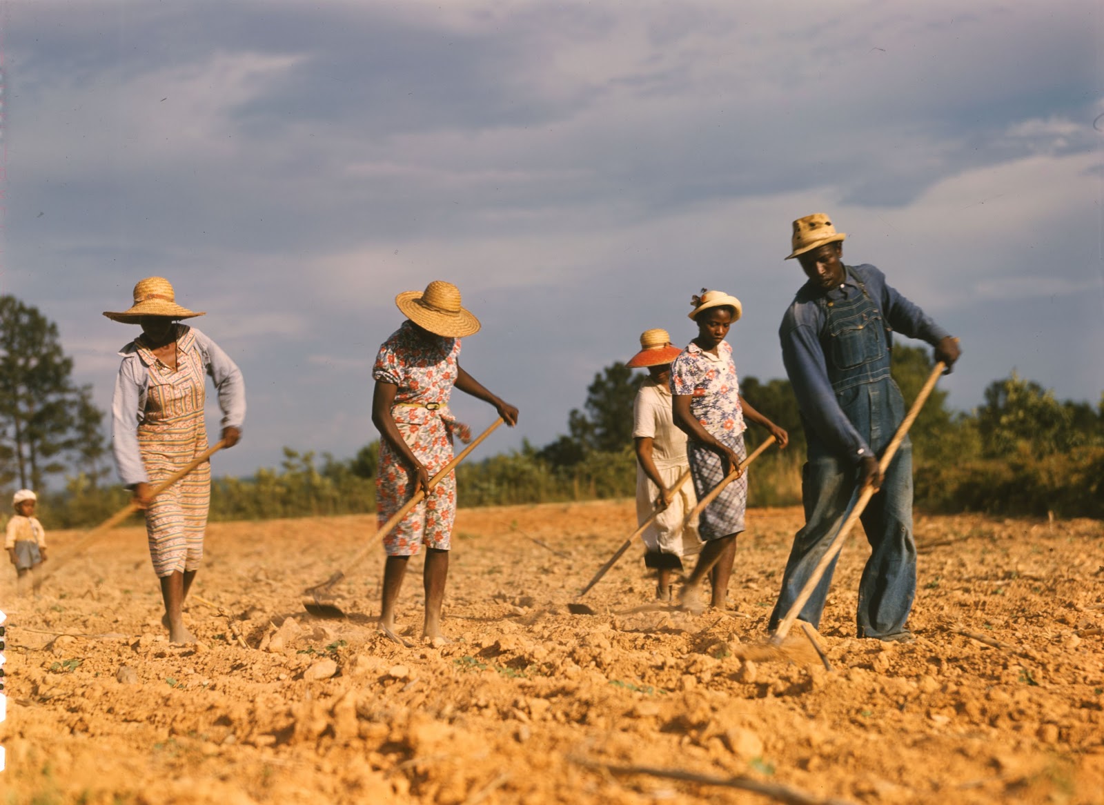 Sharecroppers chopping cotton