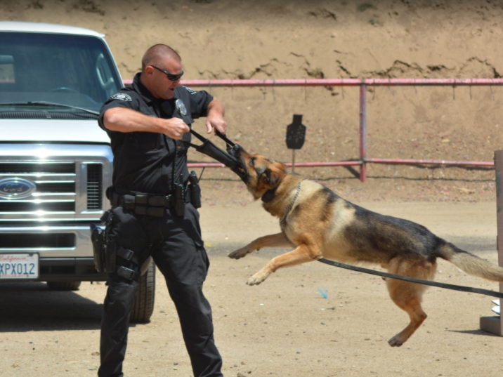 Officer interacting with dog