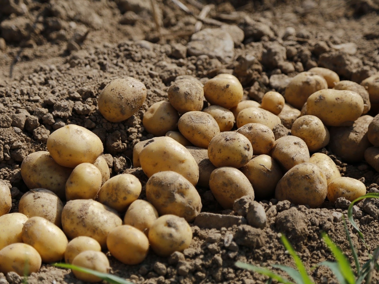 Potatoes on the ground