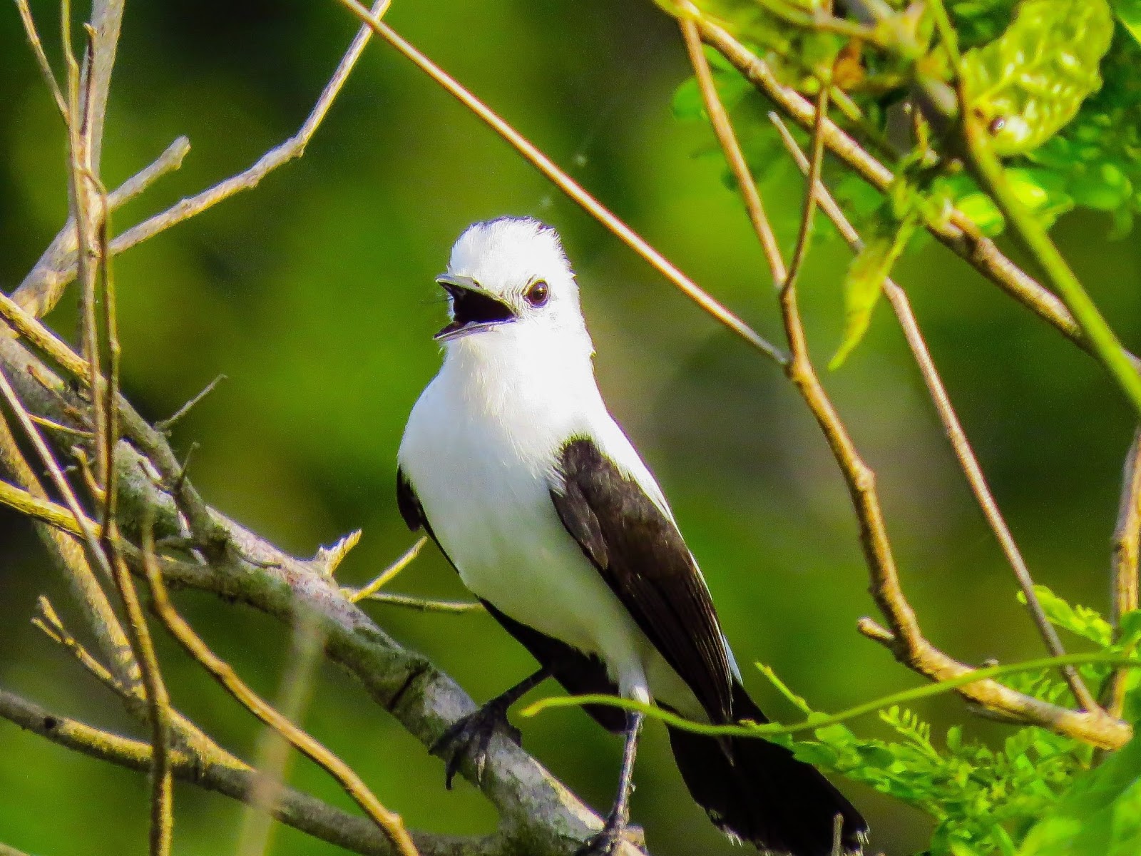 Bird in a tree