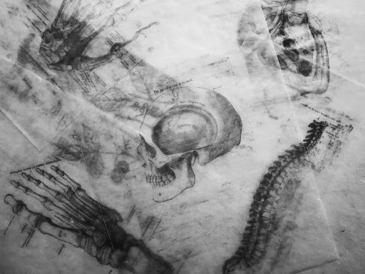 photo of a human skull sketch