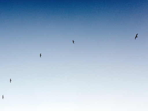 blue sky with birds flying around in the distance