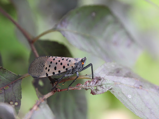 bug crawling on a leaf