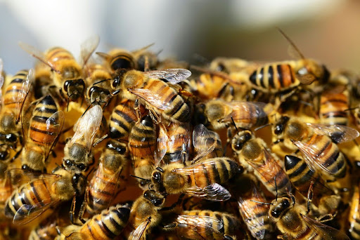 swarm of bees