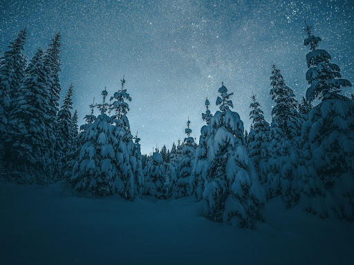 a snowy forest