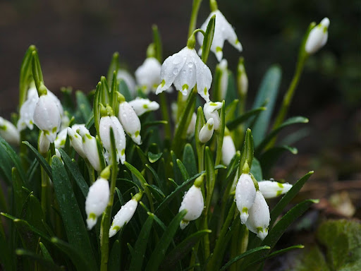 close up of white petaled flowers
