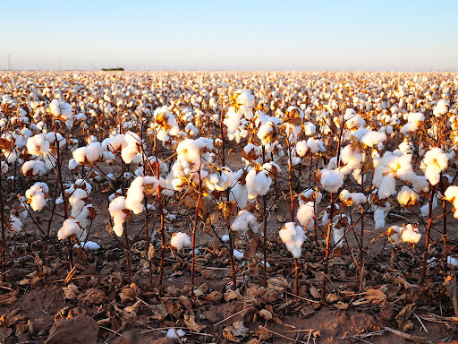 cotton field