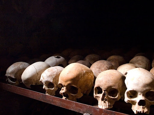 skulls lined up on the table