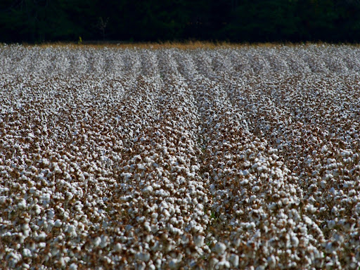 cotton crop in a field