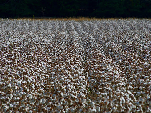 cotton field blooming