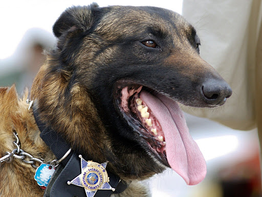 police dog panting 