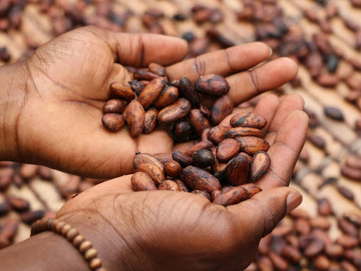 person holding brown and black seeds