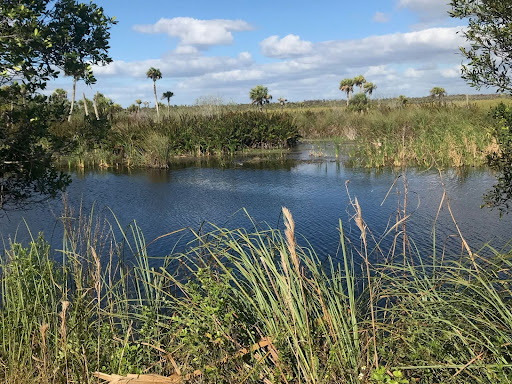 green grasses and body of water under blue sky