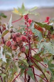 castor oil plant