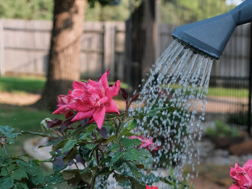 flowers being watered outside