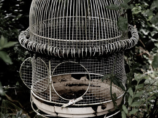 bird in a cage