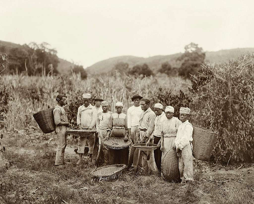 enslaved people working on a coffee plantation