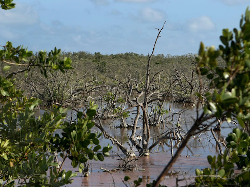 a body of water surrounded by trees and bushes