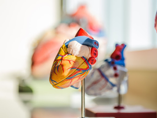 heart on display 