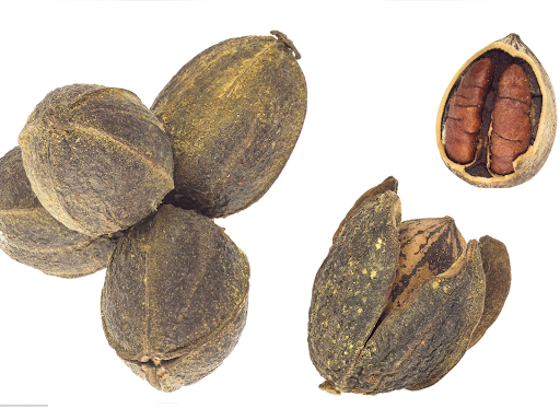 pecans 
