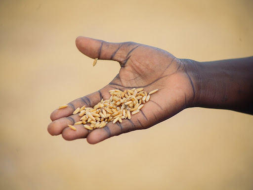 open hand holding seeds