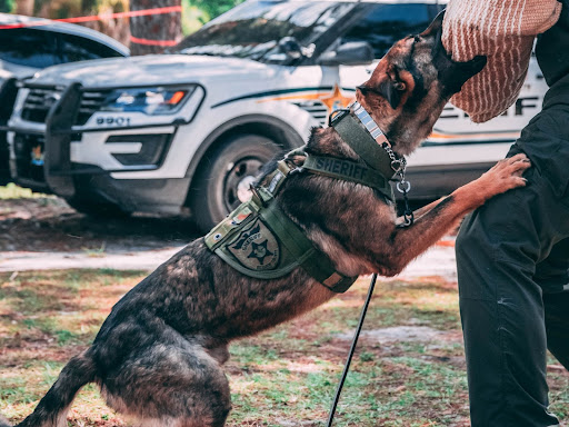 police dog biting someone