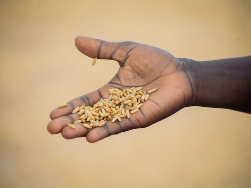 hand outstretched full of rice