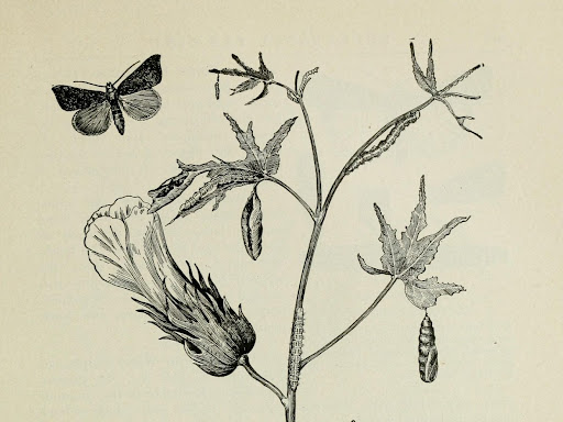 illustration of a plant stem