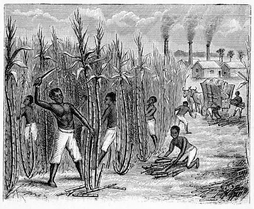 illustration of enslaved africans harvesting sugar cane in a colonial plantation