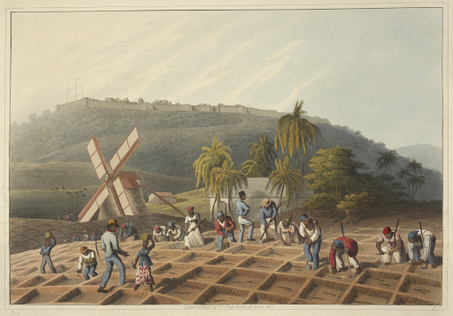 enslaved people working on a plantation