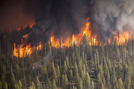 forest on fire