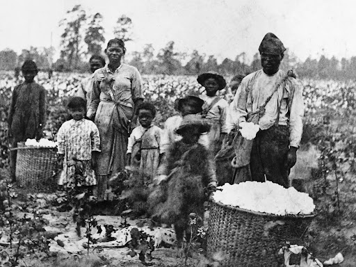 black family in a field harvesting cotton