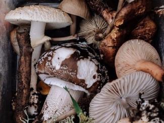 variety of mushrooms