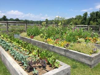 Community Garden