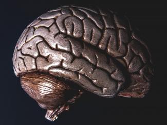Bronze model of a human brain