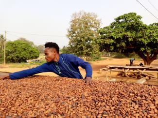 A cocoa farm in Ghana