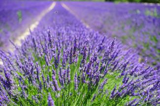 lavender plants