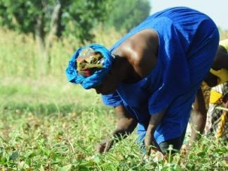 black woman farming 