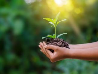 hand holding a seedling in soil