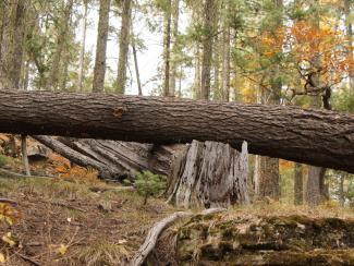 Tree stumps in a forest