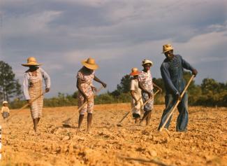 Sharecroppers chopping cotton