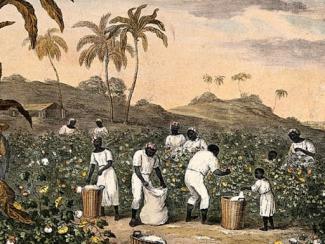 people with baskets and sacks pick cotton on a plantation