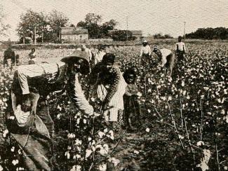 People picking cotton