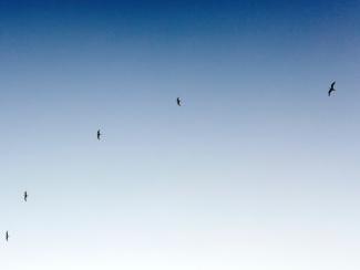 blue sky with birds flying around in the distance