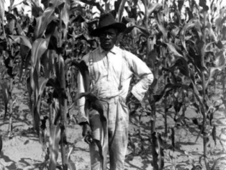 black farmer in a corn field alachua county in florida